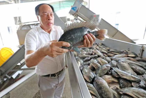 湛江千护宝公司今年销往香港水产品达千吨