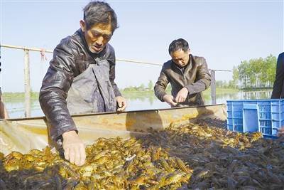 信阳市潢川县“ :稻虾联姻”成就富民大产业(图)