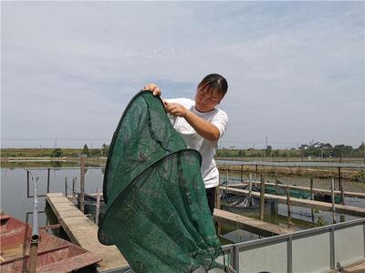 搭上南京邮政农村电商快车,高淳螃蟹“飞速”到达餐桌