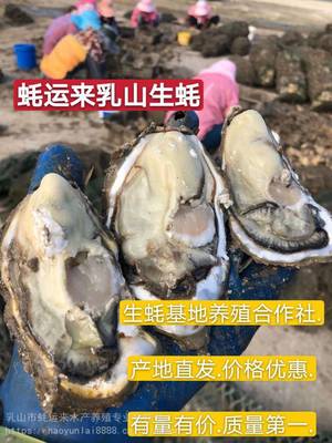 巴中蚝仔 鲜蚵鲜活水产品