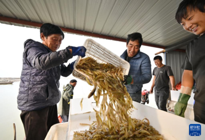 河北曹妃甸:“盐田虾”收获加工忙