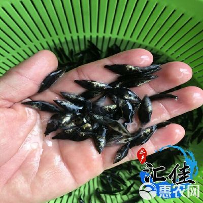 [鳜鱼苗批发]鳜鱼苗 价格0.6元/尾