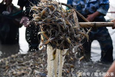 禽类水产销售难:1天损失近3亿,罗非鱼、对虾、小龙虾压塘严重