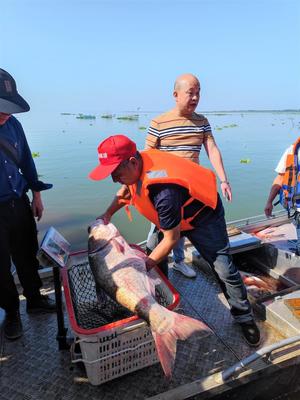 人欢鱼跃秋捕忙!武汉市江夏斧头湖开湖捕鱼